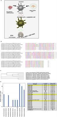 A Comparison Between Recombinant Listeria GAPDH Proteins and GAPDH Encoding mRNA Conjugated to Lipids as Cross-Reactive Vaccines for Listeria, Mycobacterium, and Streptococcus